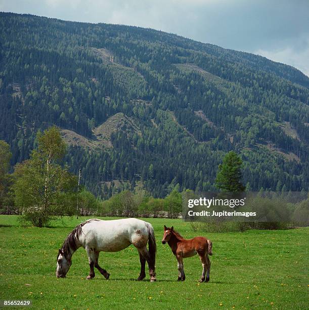 mare and foal in field - veulen stockfoto's en -beelden