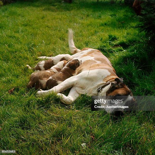 dog with nursing puppies - bernhardiner stock-fotos und bilder