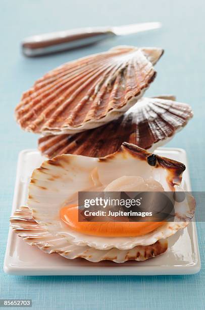 raw scallops in shell - conchiglia di san giacomo foto e immagini stock