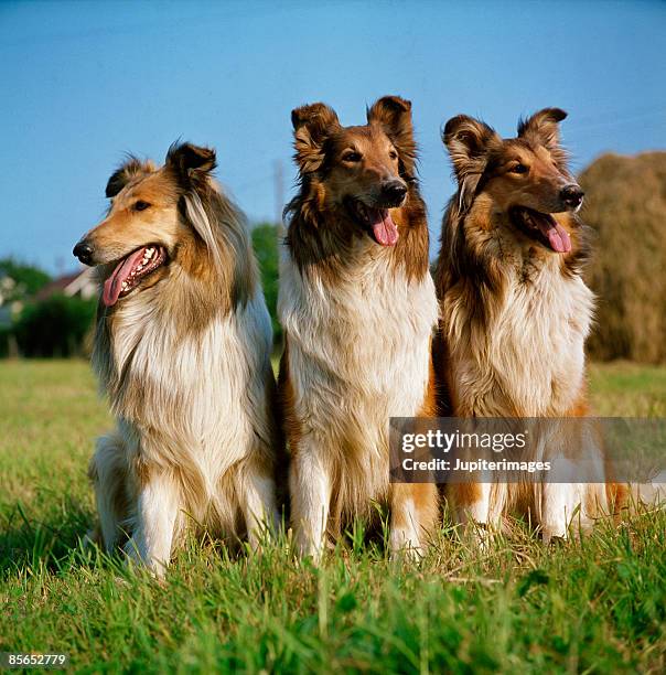 collies - collie stock pictures, royalty-free photos & images