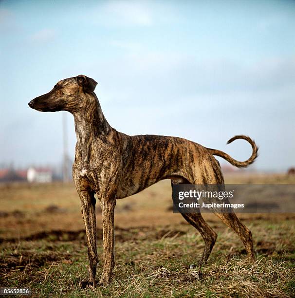 greyhound - greyhounds imagens e fotografias de stock