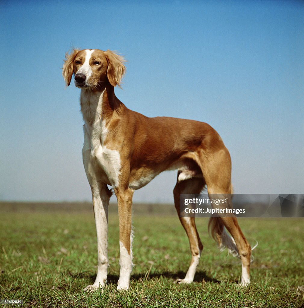 Saluki hound