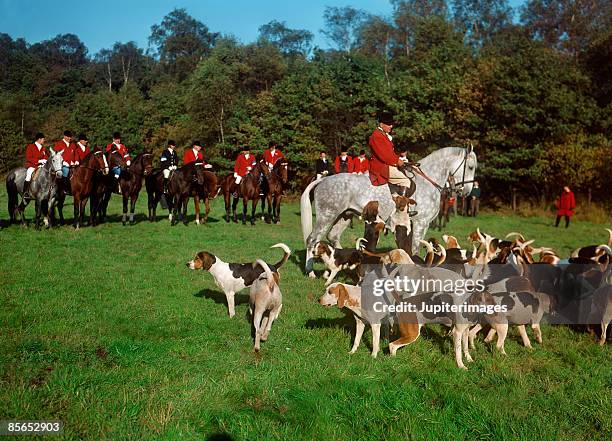 fox hunting - chasse à courre photos et images de collection