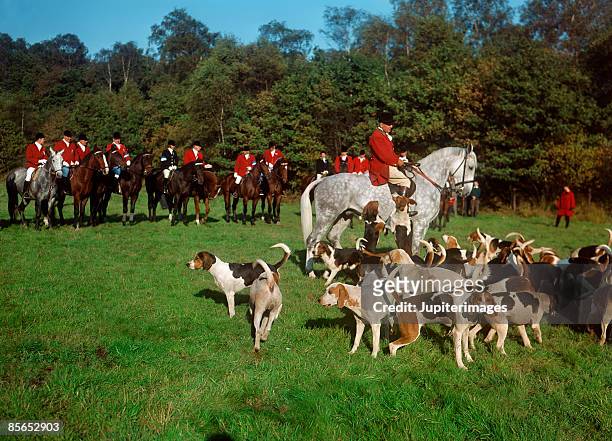fox hunting - the hunt stock pictures, royalty-free photos & images