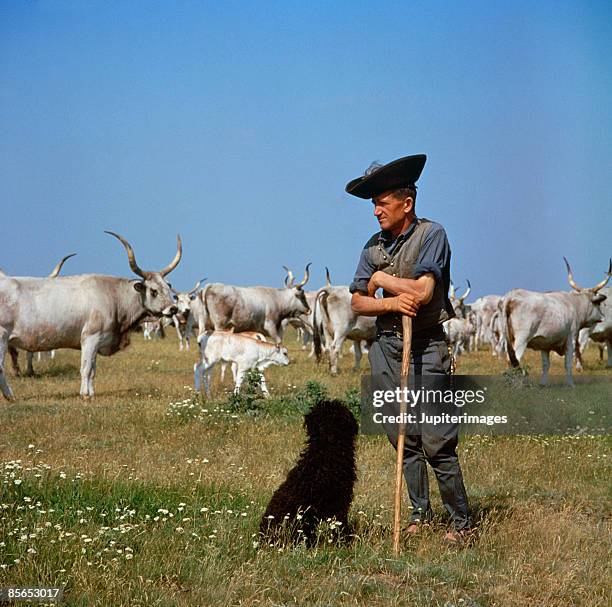shepherd in  field with dog - hirte stock-fotos und bilder
