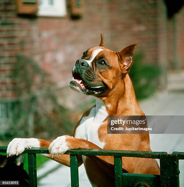 boxer on gate - boxer hund bildbanksfoton och bilder