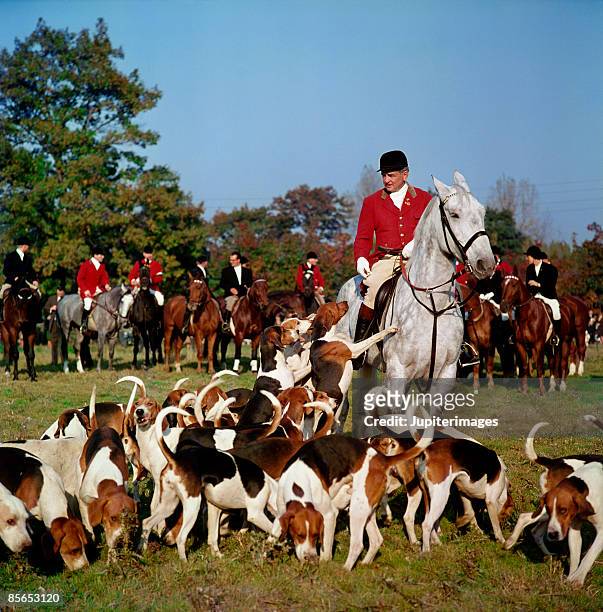 fox hunter and hounds - the hunt stock pictures, royalty-free photos & images