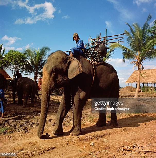 Guy Riding Elephant 1,434 Man Riding Elephant Stock Photos, High-Res Pictures, and Images ...