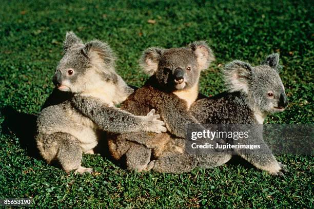 koala bears - koala foto e immagini stock