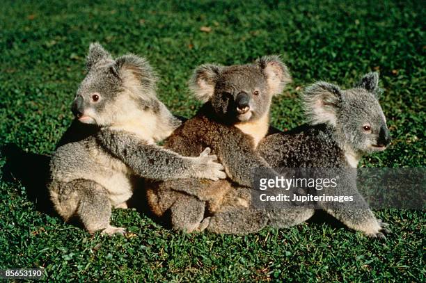 koala bears - hug animal group stock pictures, royalty-free photos & images