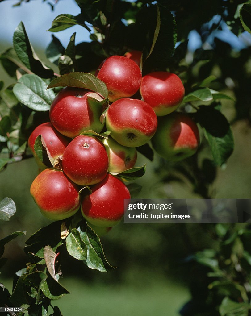 Apples on tree