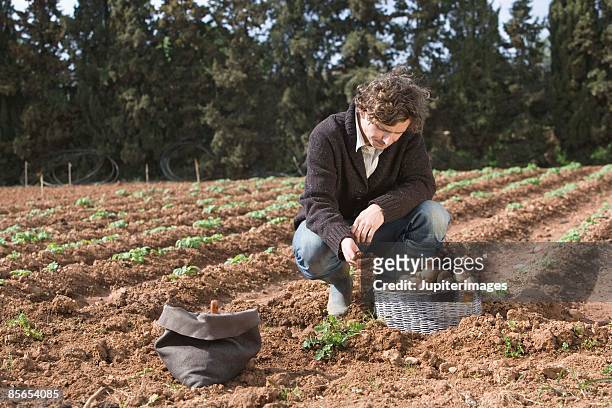 disappointed man in field with potatoes - worried farmer stock pictures, royalty-free photos & images
