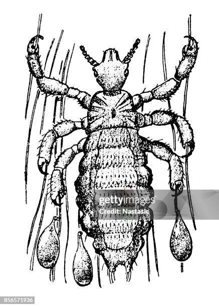 head louse (pediculus humanus capitis) - humanus capitis stock illustrations