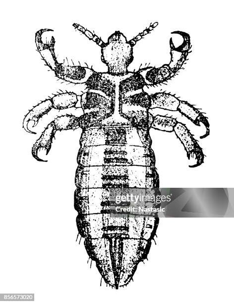 head louse (pediculus humanus capitis) ,white - humanus capitis stock illustrations