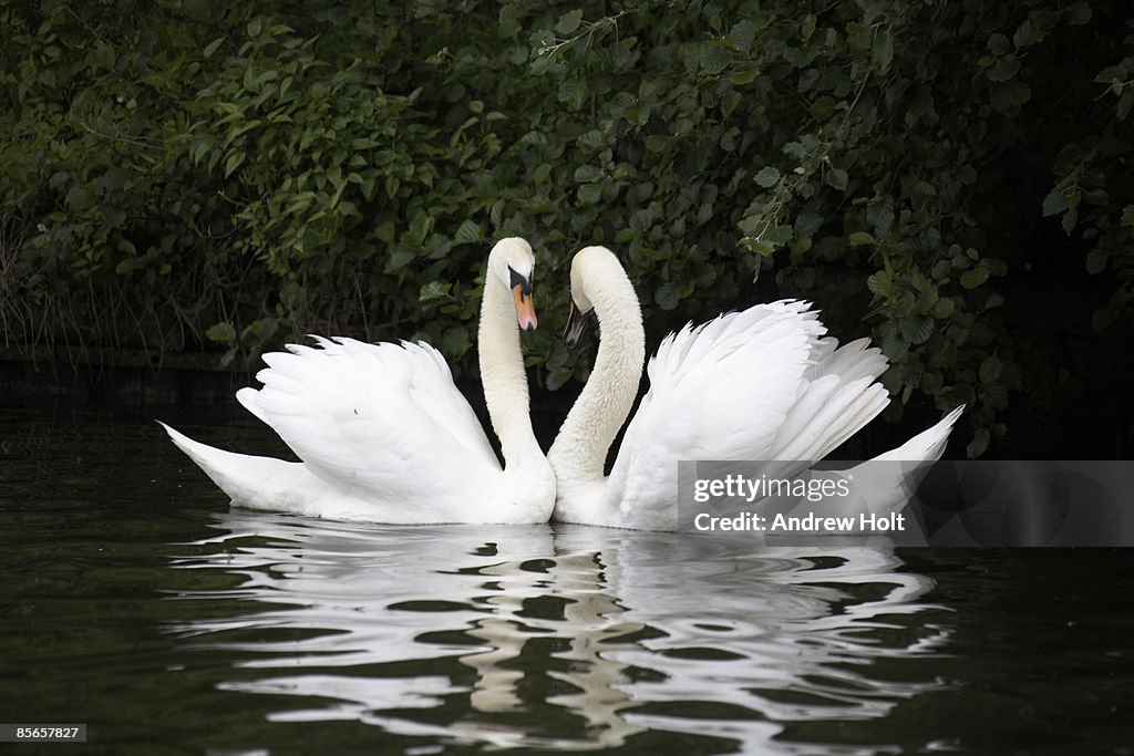 Pair or couple of two swans touching