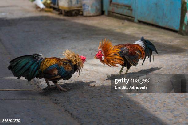 cock fighting - cock foto e immagini stock