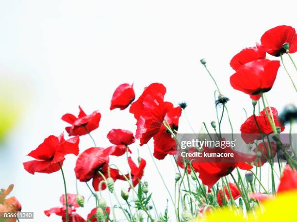 flower of poppy - oriental poppy stockfoto's en -beelden