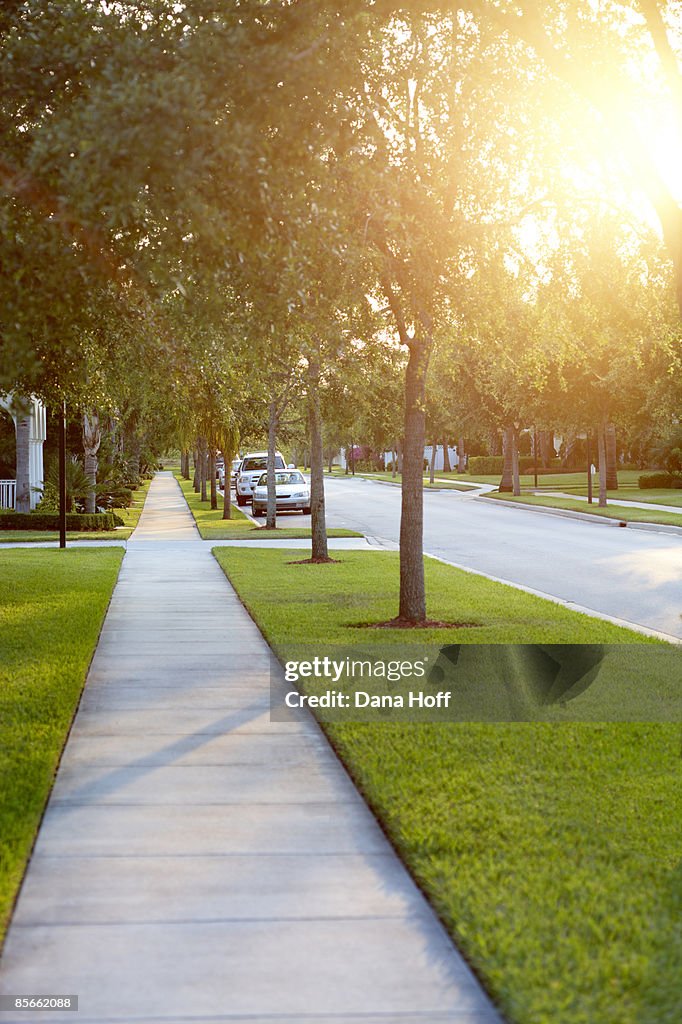 Sidewalk on tree-lined street