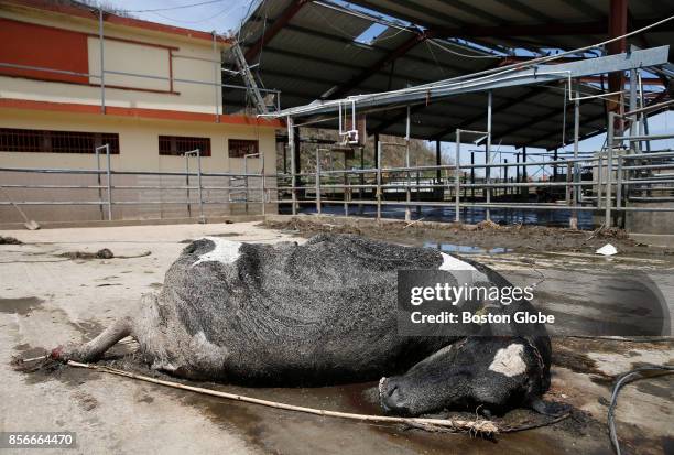 Cow who was killed in Hurricane Maria lies dead on the ground at the Ortiz Rodriguez Dairy Farm in Arecibo, Puerto Rico on Oct. 01, 2017. Puerto Rico...