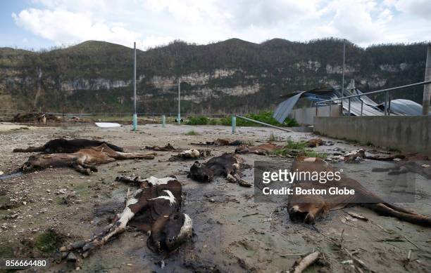 Calves who died in Hurricane Maria decompose in a field at the Ortiz Rodriguez Dairy Farm in Arecibo, Puerto Rico on Oct. 01, 2017. Puerto Rico was...