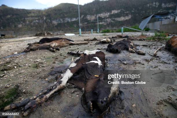 Calves who died in Hurricane Maria decompose in a field at the Ortiz Rodriguez Dairy Farm in Arecibo, Puerto Rico on Oct. 01, 2017. Puerto Rico was...