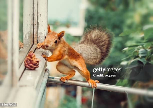 curious squirrel climbs the pipe to the balcony - eichhörnchen gattung stock-fotos und bilder