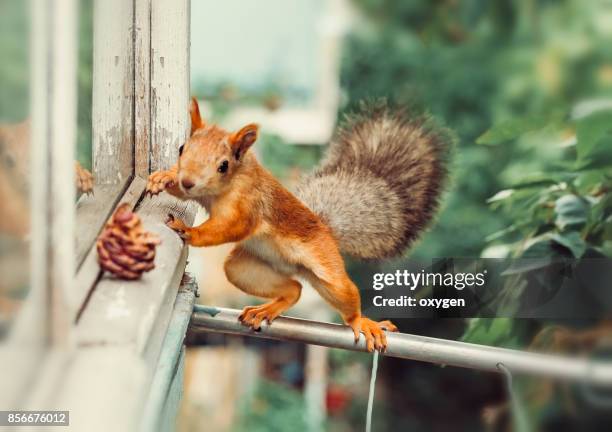 1,604 Funny Squirrel Photos and Premium High Res Pictures - Getty Images 1,604 Funny Squirrel Photos and Premium High Res Pictures - Getty Images