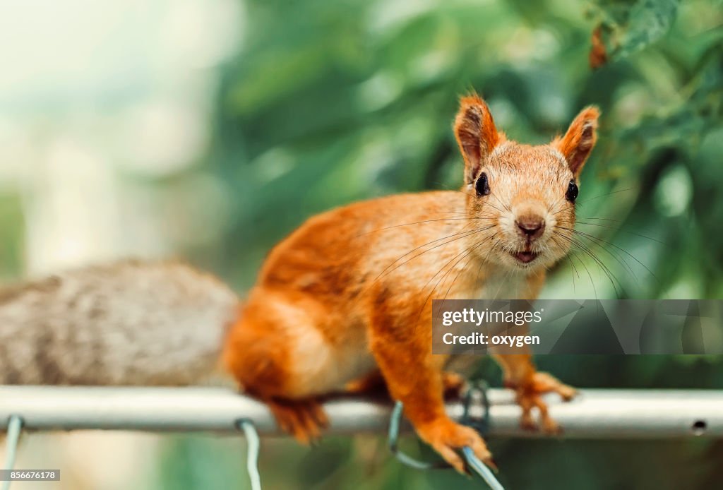 Smiling Squirrel sitting on a metallic pole near balcony