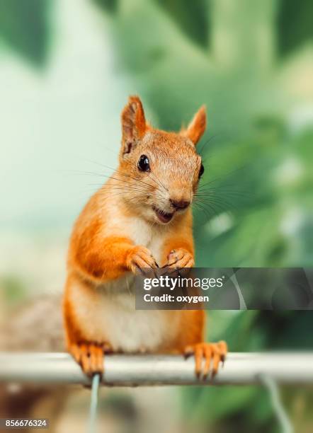 smiling squirrel sitting on a metallic pole near balcony - animal smiles stock pictures, royalty-free photos & images
