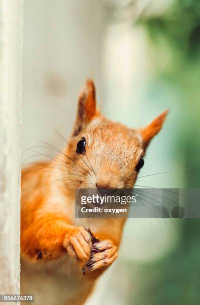 funny face of squirrel in a open window - squirrel stock-fotos und bilder
