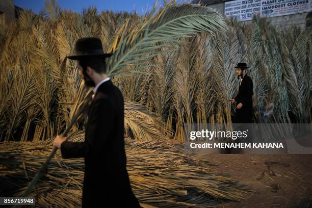 An Ultra-Orthodox Jewish man carries palm branches for the roof of his Sukkah, a temporary hut constructed for use during the week-long Jewish...