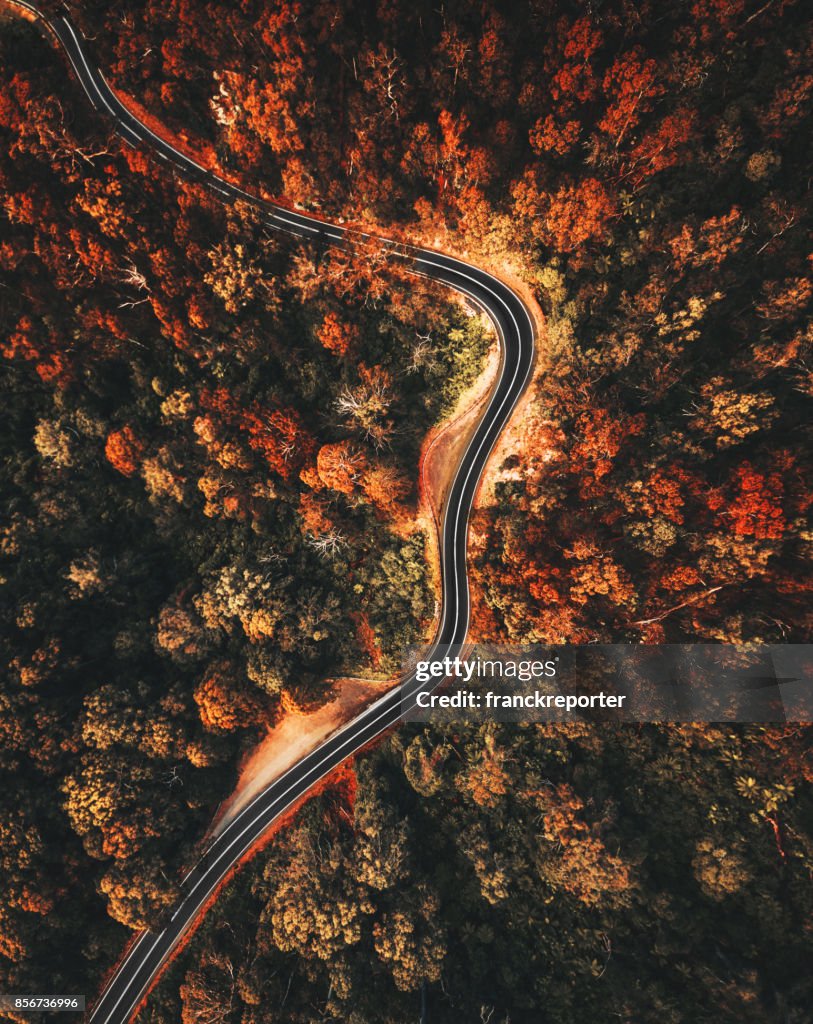 Autumn forest aerial view in australia