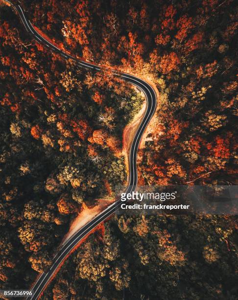 autumn forest aerial view in australia - australian road stock pictures, royalty-free photos & images