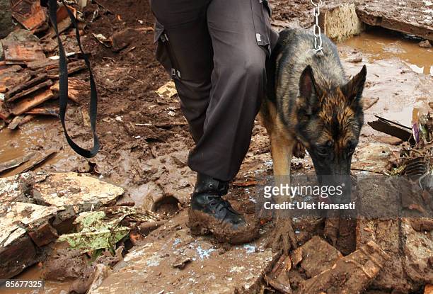 Police officer and his dog search for dam-burst victims on March 28, 2009 in Ciputat, Indonesia. As the official death toll rises to 77, Indonesian...