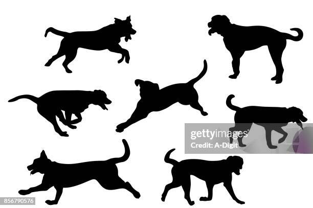 bermese mountain dog - clipart stock illustrations