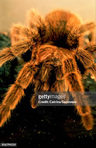 chilean rose tarantula (grammostola rosea) - theraphosa blondi stock pictures, royalty-free photos & images