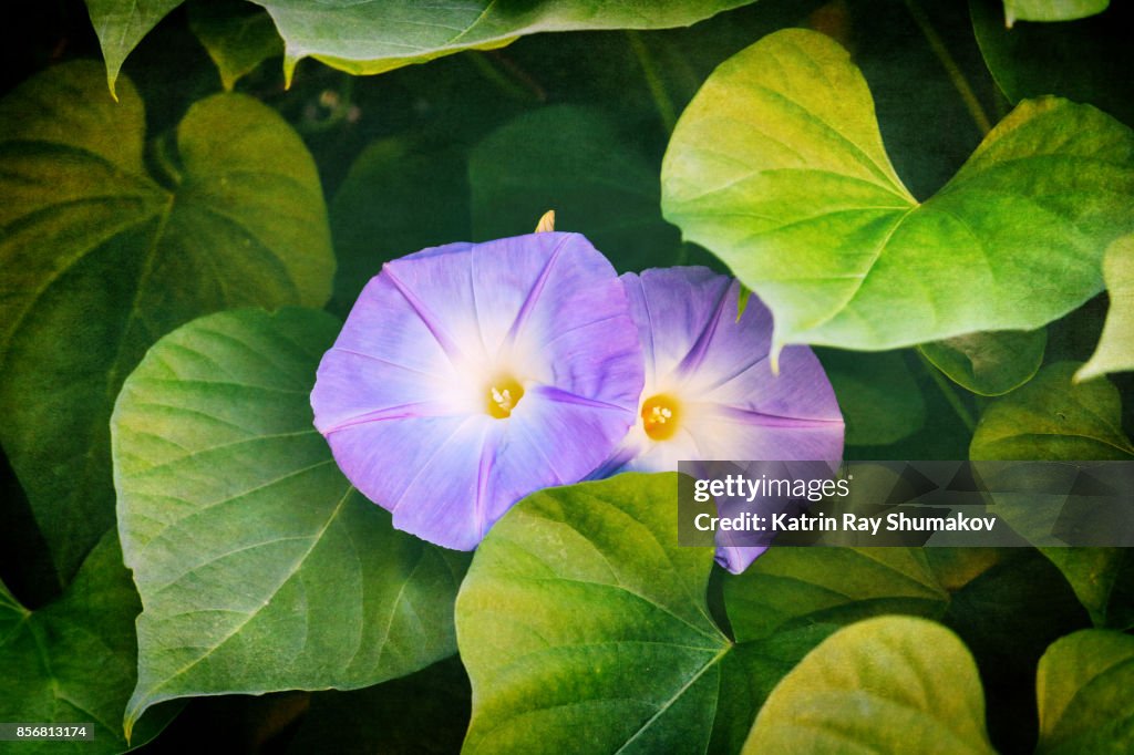 October Glory of Ipomea