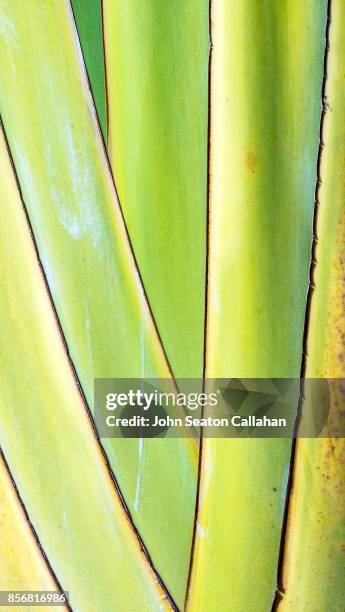 travelers palm on martinique - ravenala madagascariensis stock pictures, royalty-free photos & images