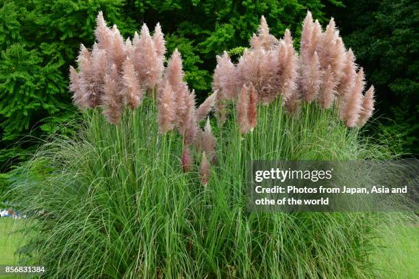 pink pampas grass / cortaderia selloana - pampas grass stock-fotos und bilder