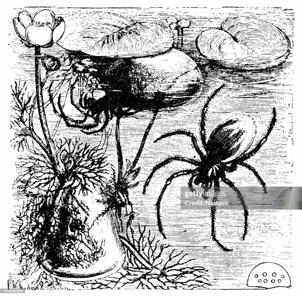 Diving bell spider (Argyroneta aquatica)