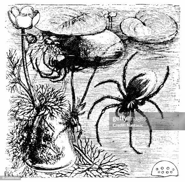 diving bell spider (argyroneta aquatica) - argyroneta aquatica stock illustrations