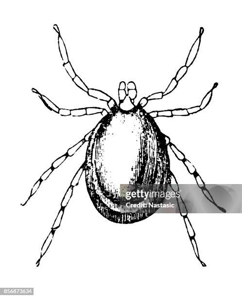 illustrations, cliparts, dessins animés et icônes de tiques disposons de huit à des jambes - tique à pattes noires