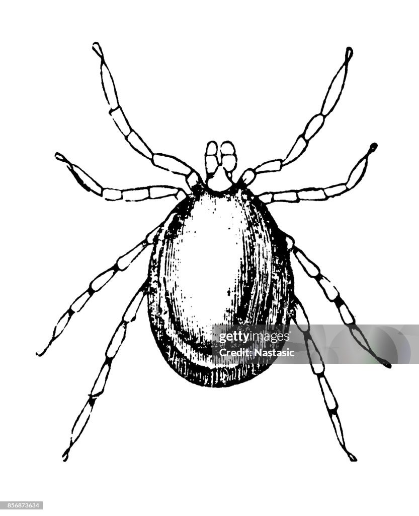 Tick (Ixodes ricinus)