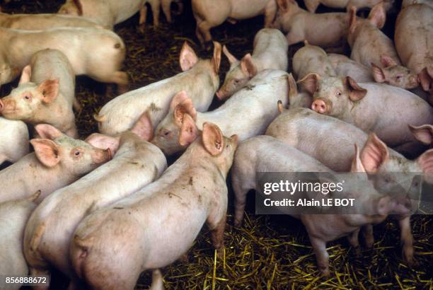 Pigsty in Morbihan, Brittany on February 22, 1990 in France.