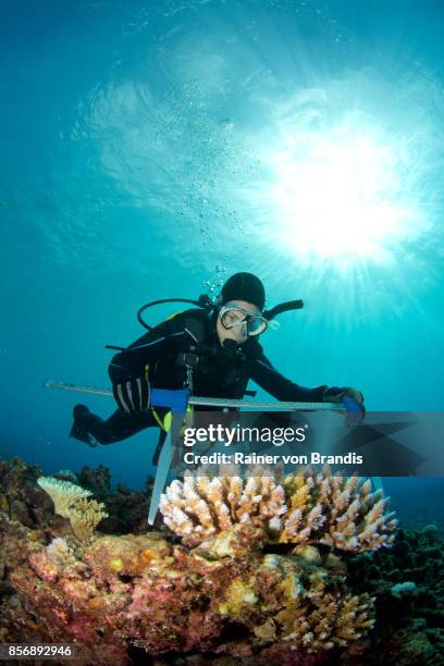 marine biologist - scuba diver coral stock pictures, royalty-free photos & images