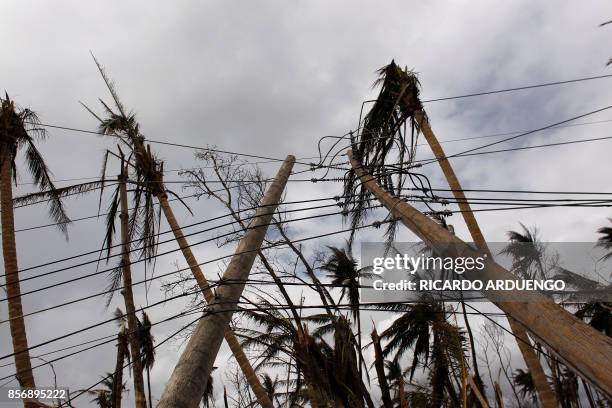 Downed power line poles and damage palm trees are seen in the aftermath of Hurricane Maria in Humacao, Puerto Rico on October 2, 2017. President...