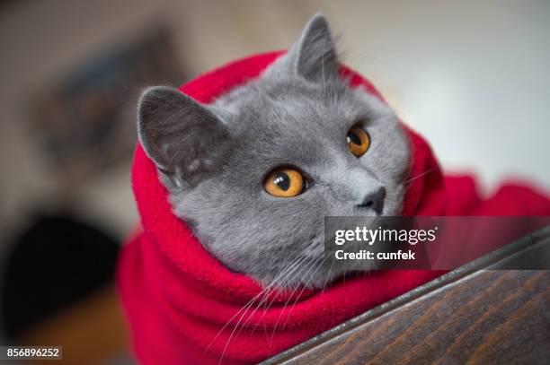 cat wrapped in blanket - chartreux cat stock pictures, royalty-free photos & images