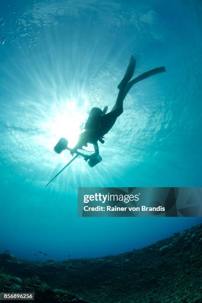 marine biologist - marine biologist stock pictures, royalty-free photos & images