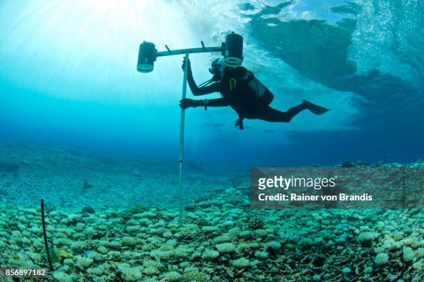 marinbiolog - underwater diving bildbanksfoton och bilder