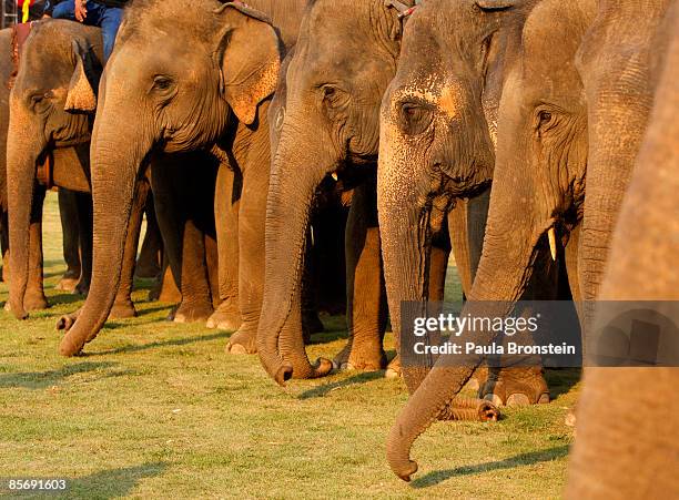 Thai mahouts line up their elephants during the King's Cup Elephant Polo at the Anantara Golden Triangle Resort & Spa March 29, 2009 in Chiang Rai,...